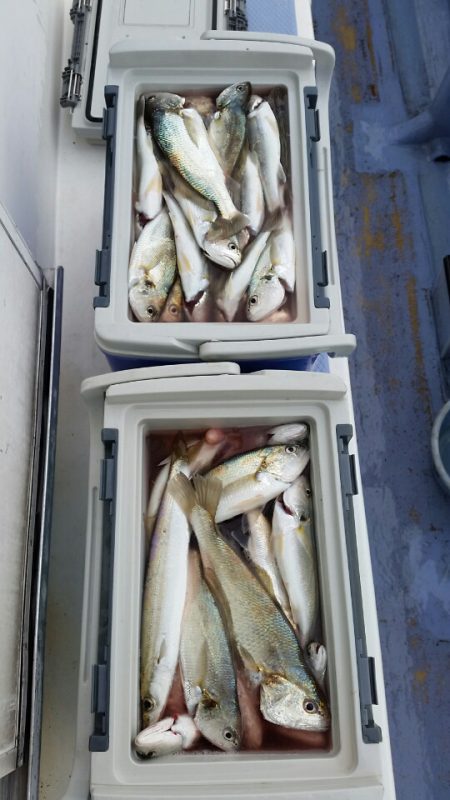 金沢八景鴨下丸 釣果