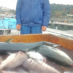 海の釣堀 海恵 釣果