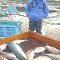 海の釣堀 海恵 釣果