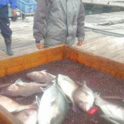 海の釣堀 海恵 釣果