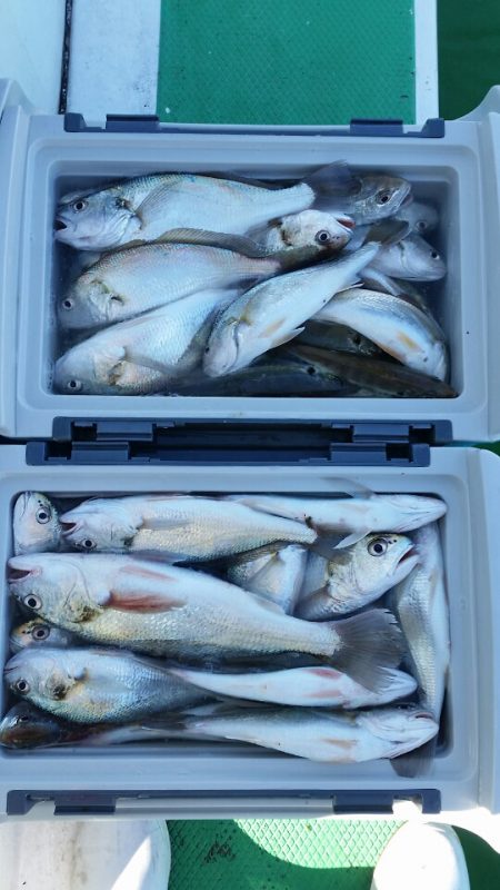 金沢八景鴨下丸 釣果