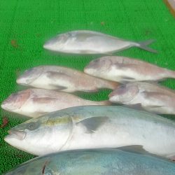 海の釣堀 海恵 釣果