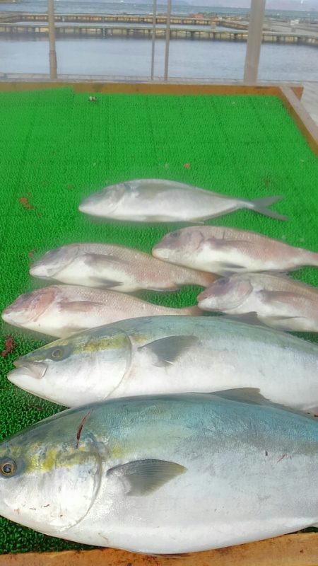 海の釣堀 海恵 釣果
