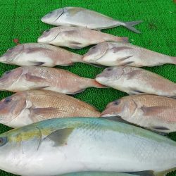 海の釣堀 海恵 釣果
