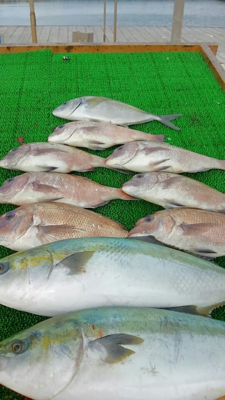 海の釣堀 海恵 釣果