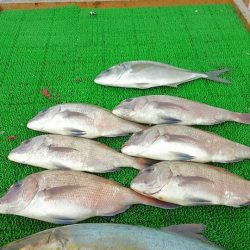 海の釣堀 海恵 釣果