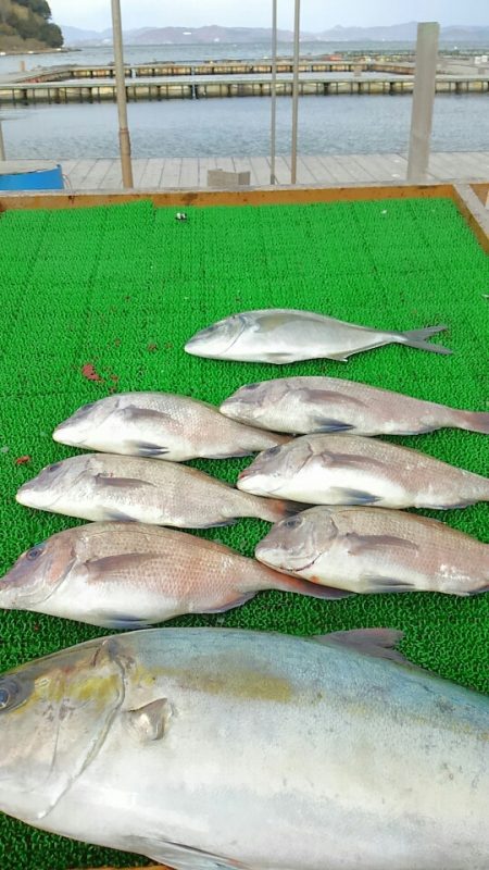 海の釣堀 海恵 釣果