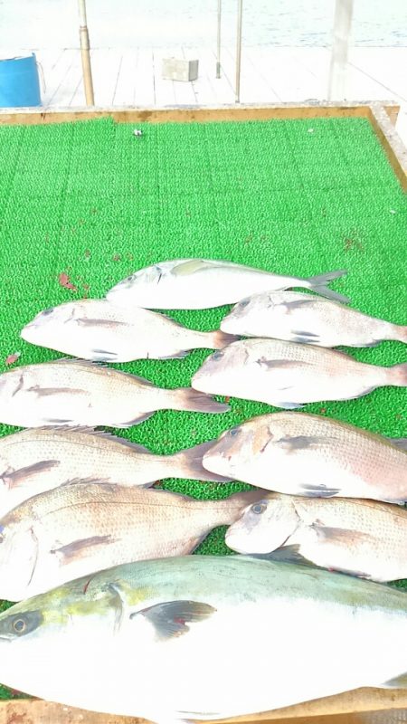 海の釣堀 海恵 釣果