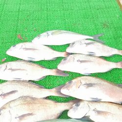 海の釣堀 海恵 釣果