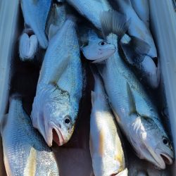 金沢八景鴨下丸 釣果