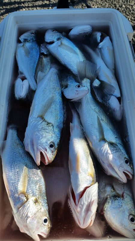 金沢八景鴨下丸 釣果