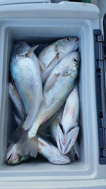 金沢八景鴨下丸 釣果