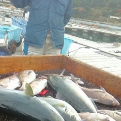 海の釣堀 海恵 釣果