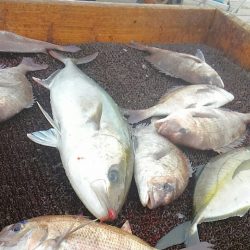 海の釣堀 海恵 釣果
