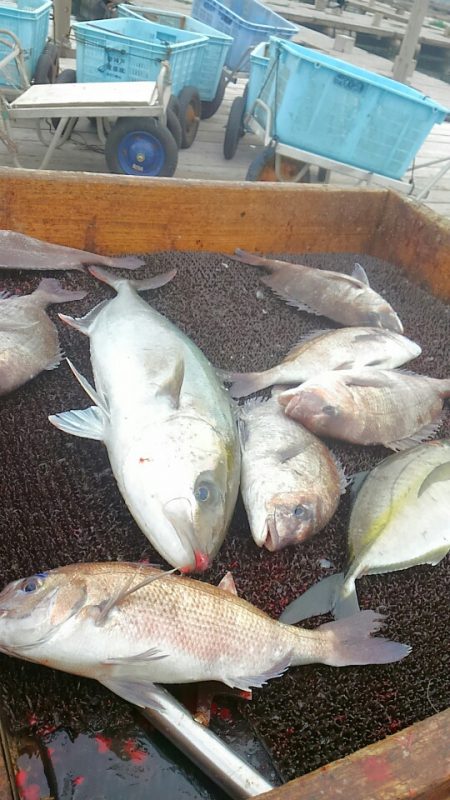 海の釣堀 海恵 釣果