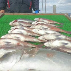 海の釣堀 海恵 釣果