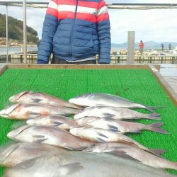 海の釣堀 海恵 釣果