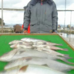 海の釣堀 海恵 釣果