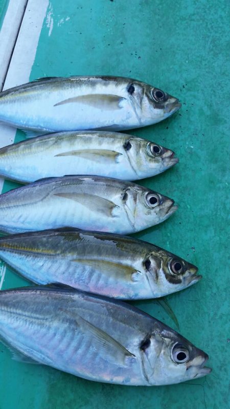 金沢八景鴨下丸 釣果