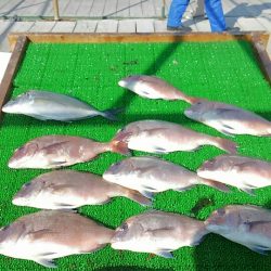 海の釣堀 海恵 釣果