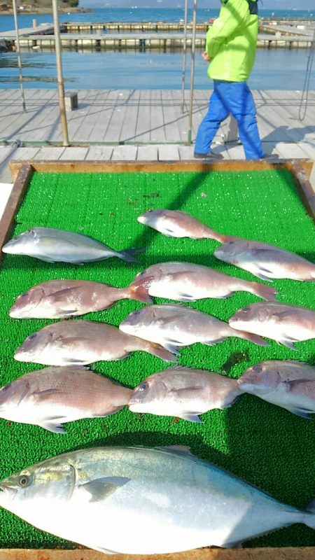 海の釣堀 海恵 釣果