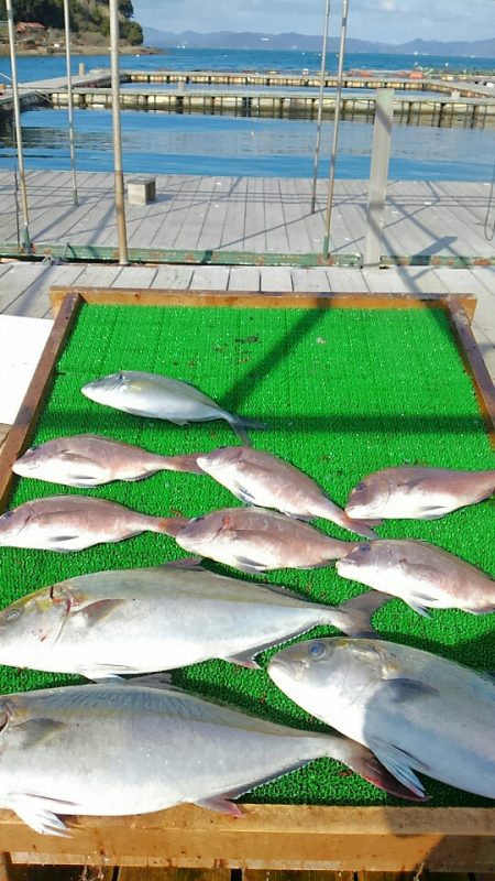 海の釣堀 海恵 釣果
