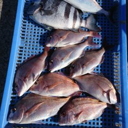 第三共栄丸 釣果