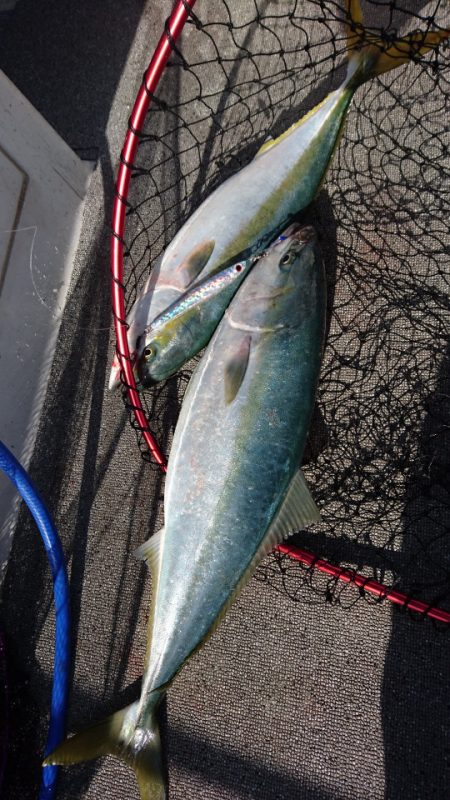 ARCADIAⅡ (アルカディアⅡ) 釣果