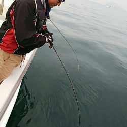 タイラバ遊漁船 ワンピース 釣果