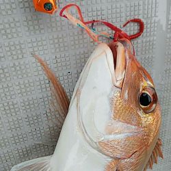 タイラバ遊漁船 ワンピース 釣果