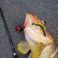 ARCADIAⅡ （アルカディアⅡ） 釣果