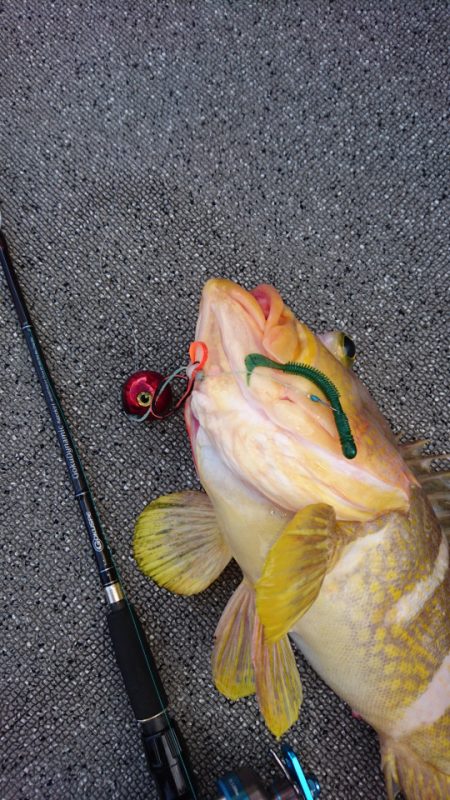 ARCADIAⅡ （アルカディアⅡ） 釣果