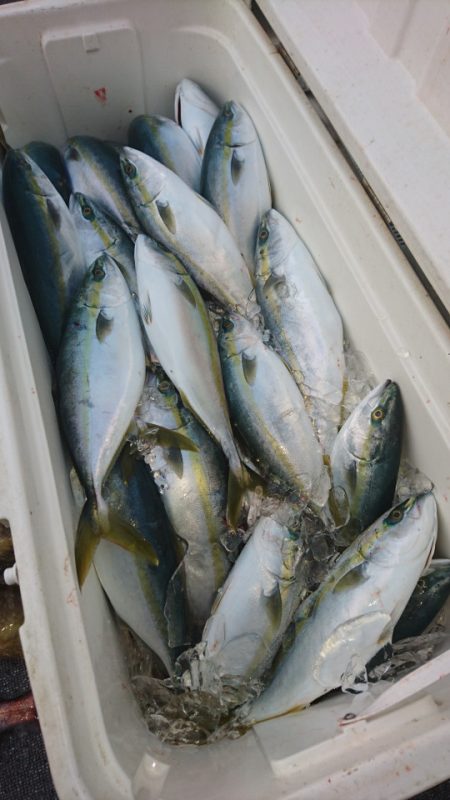 ARCADIAⅡ （アルカディアⅡ） 釣果