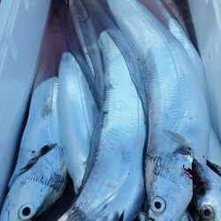 金沢八景鴨下丸 釣果