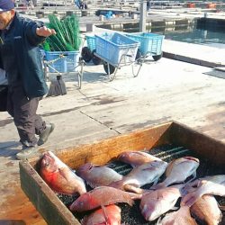 海の釣堀 海恵 釣果
