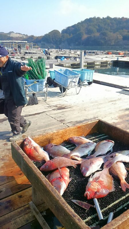 海の釣堀 海恵 釣果