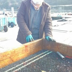 海の釣堀 海恵 釣果