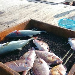 海の釣堀 海恵 釣果