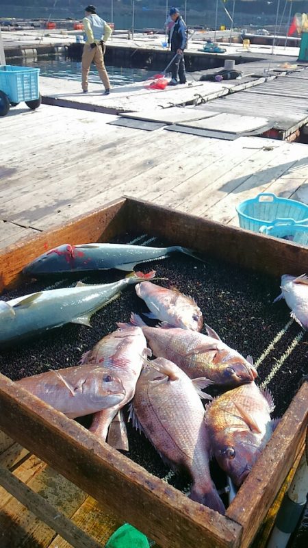 海の釣堀 海恵 釣果