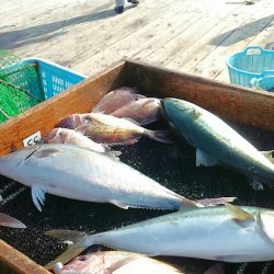 海の釣堀 海恵 釣果