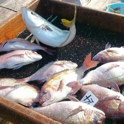 海の釣堀 海恵 釣果
