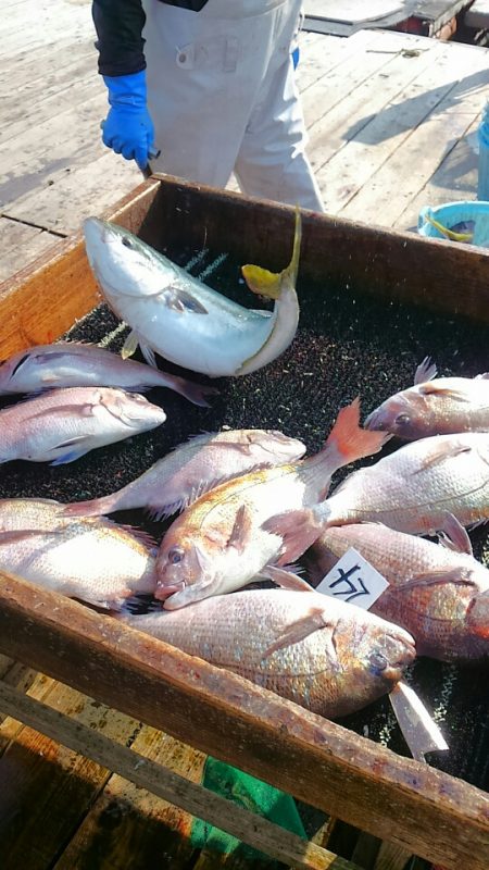 海の釣堀 海恵 釣果