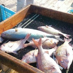 海の釣堀 海恵 釣果