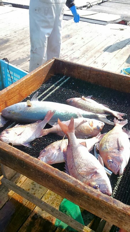 海の釣堀 海恵 釣果