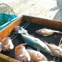 海の釣堀 海恵 釣果