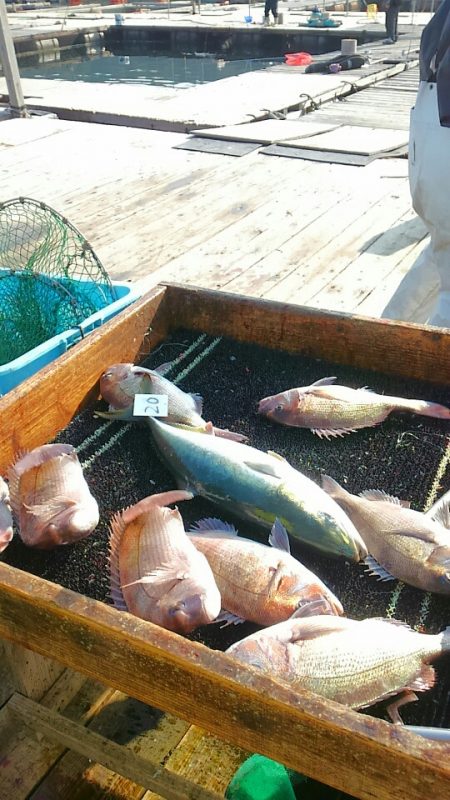 海の釣堀 海恵 釣果
