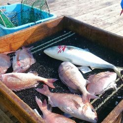 海の釣堀 海恵 釣果
