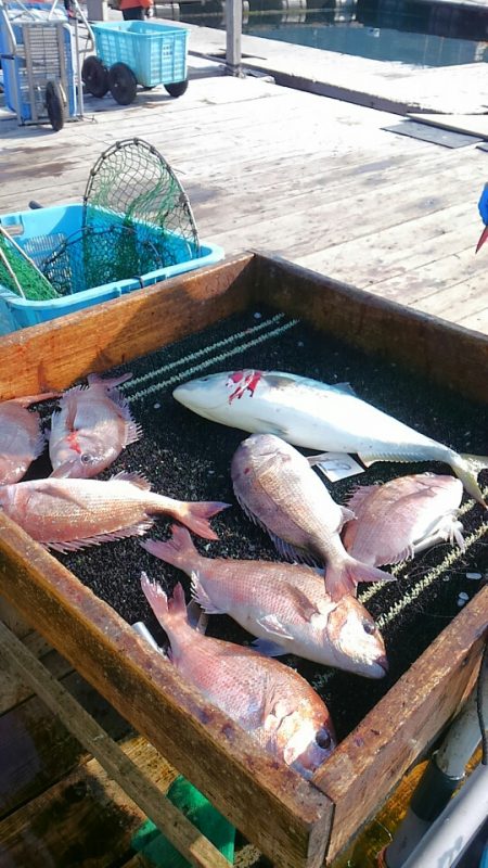 海の釣堀 海恵 釣果