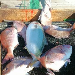 海の釣堀 海恵 釣果