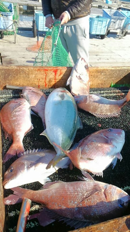 海の釣堀 海恵 釣果